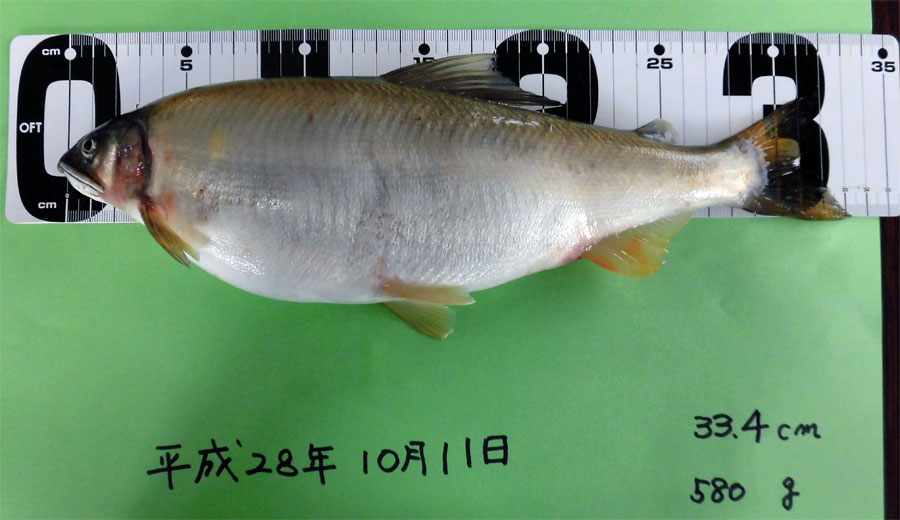 33.4cm/580gの鮎